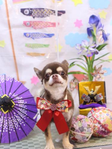 20240511くるみちゃん